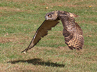 eagle owl in flight